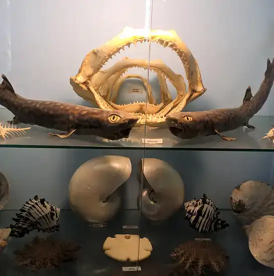 Μουσείο Φυσικής Ιστορίας κοντά στο Ναύπλιο